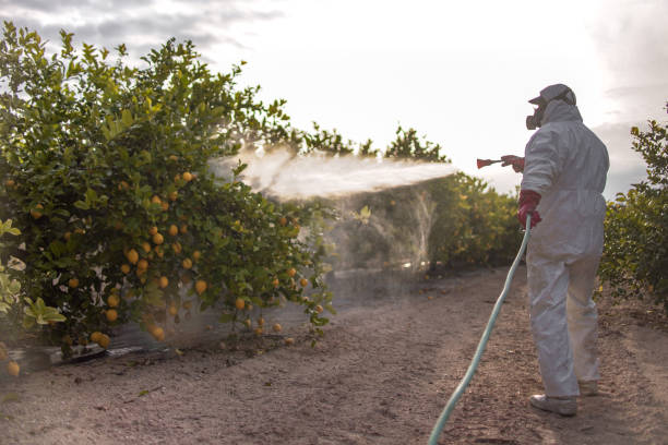 Best Best Pest Control Companies  in Hollandale, MS