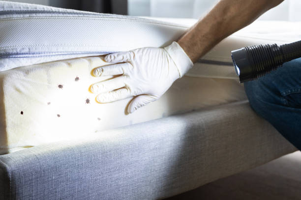 Best Pest Inspection Near Me  in Hollandale, MS