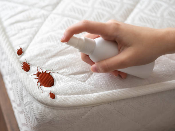 Best Affordable Pest Control Services  in Hollandale, MS